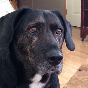 Meet your Posher, Heidi